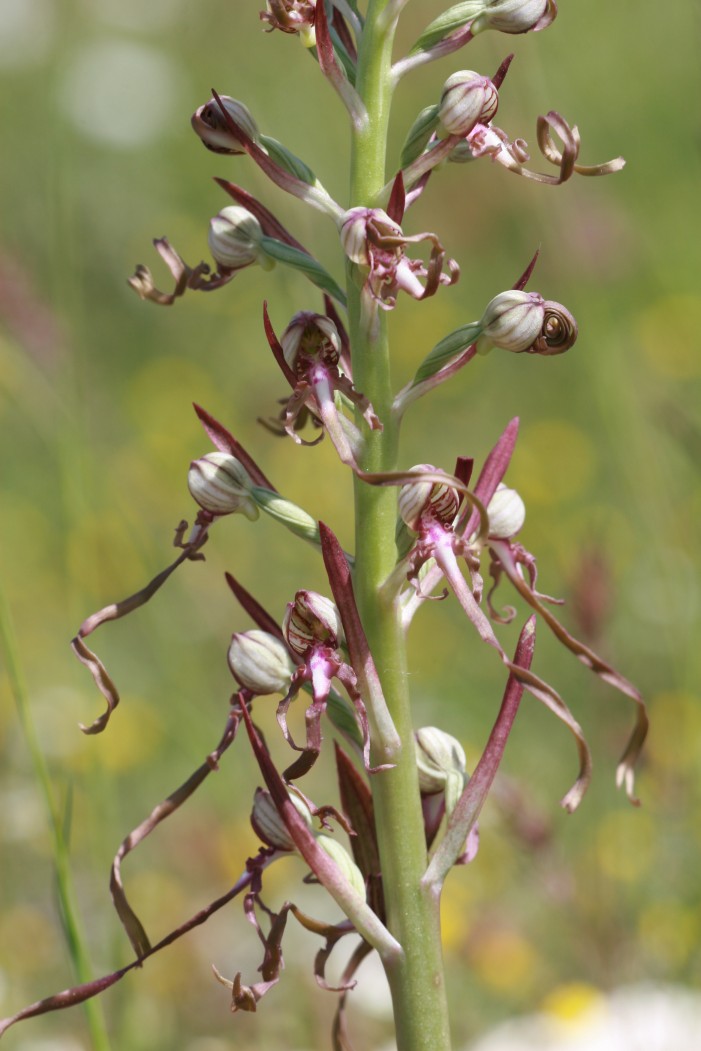 Himantoglossum adriaticum